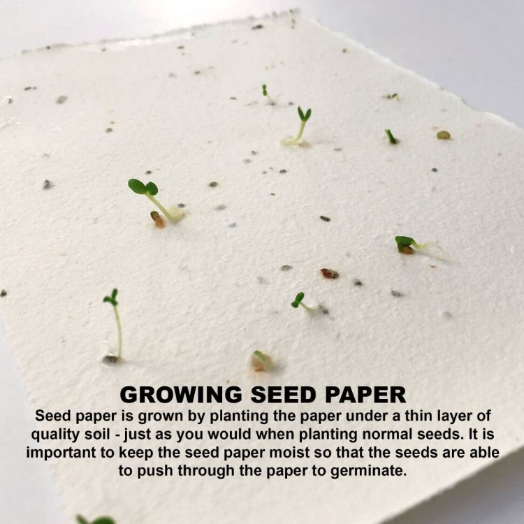 Picture of Daisy Seed Sticky Note Pad